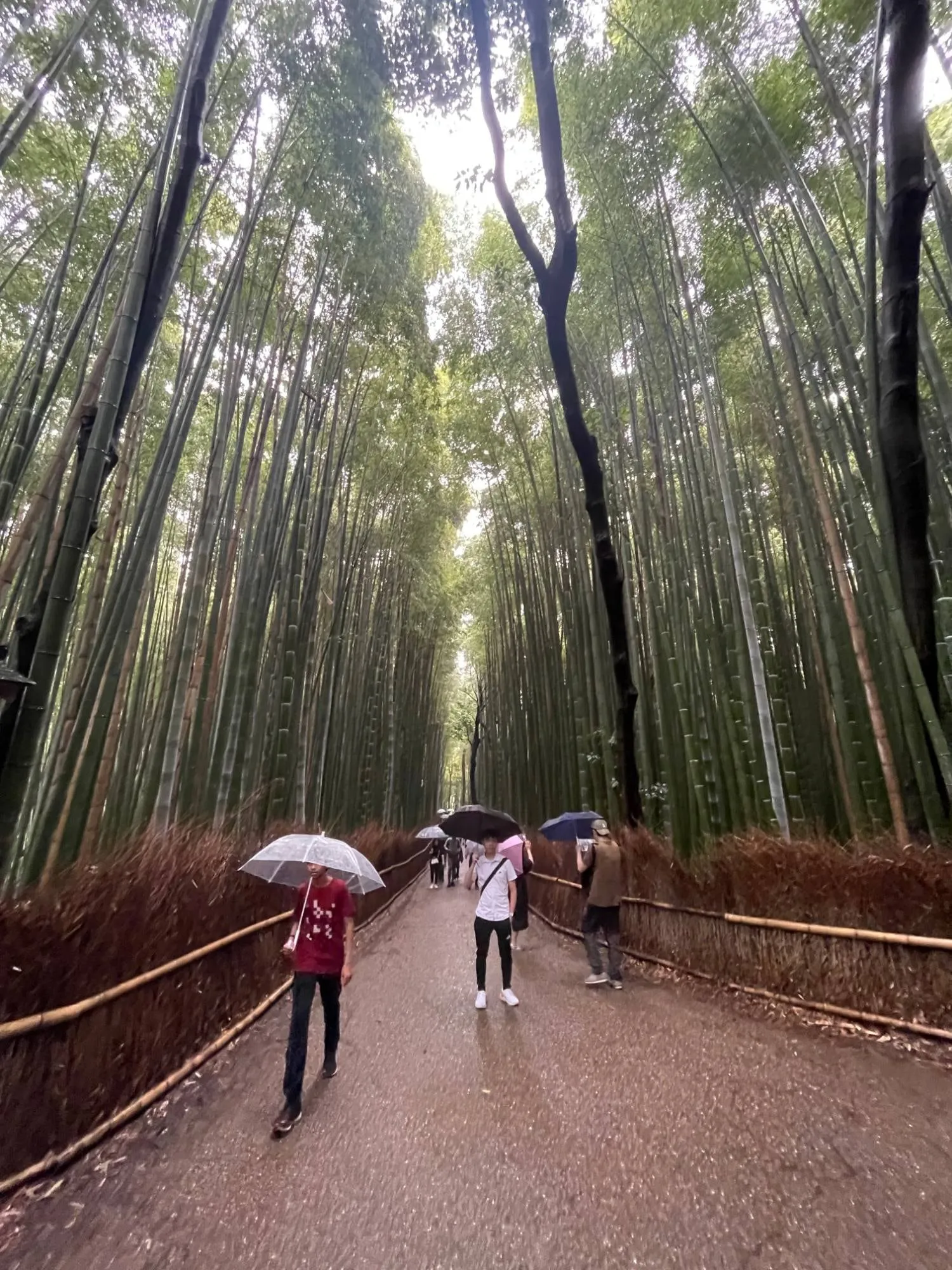 arashiyama bamboo forest, japan